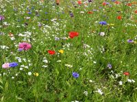 2020-07-03-Friedhof_Eitze_7
